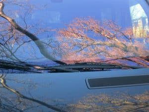closeup of car windshield with tree in the reflection