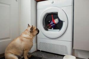 dog staring at washing machine