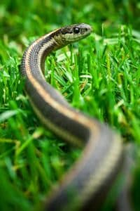 eileens garden snake