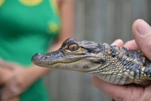 Alligator