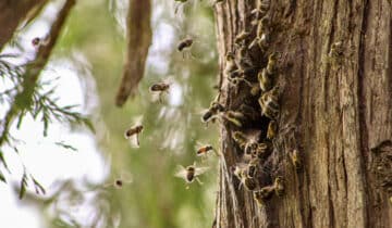 bee sting from tree