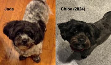 Eileen's Lesson Are you susceptible to the halo effect